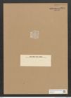 Diatomeae indet. Zeichnungen Sammlung Grunow Nr. 3274 (NHMW-BOT-W0370753)
